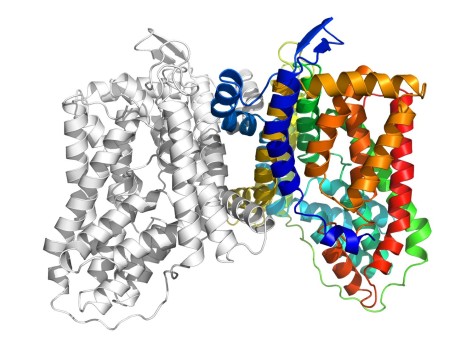 Ribbon diagram of protein efflux pump YdaH