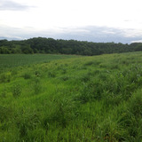 Photo of a strip of native prairie planted next to farmland