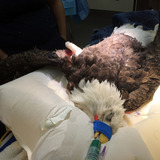 An injured bald eagle after undergoing an operation at Iowa State University's College of Veterinary Medicine