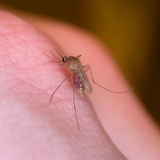 mosquito on human hand