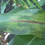 physoderma leaf spot
