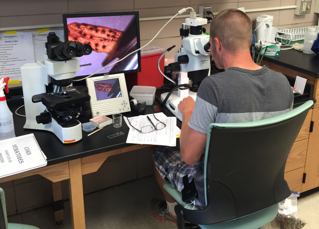Diagnostician looks at tree sample through a microscope