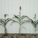 A photo of a sorghum hybrid that's taller than both of its parent varieties