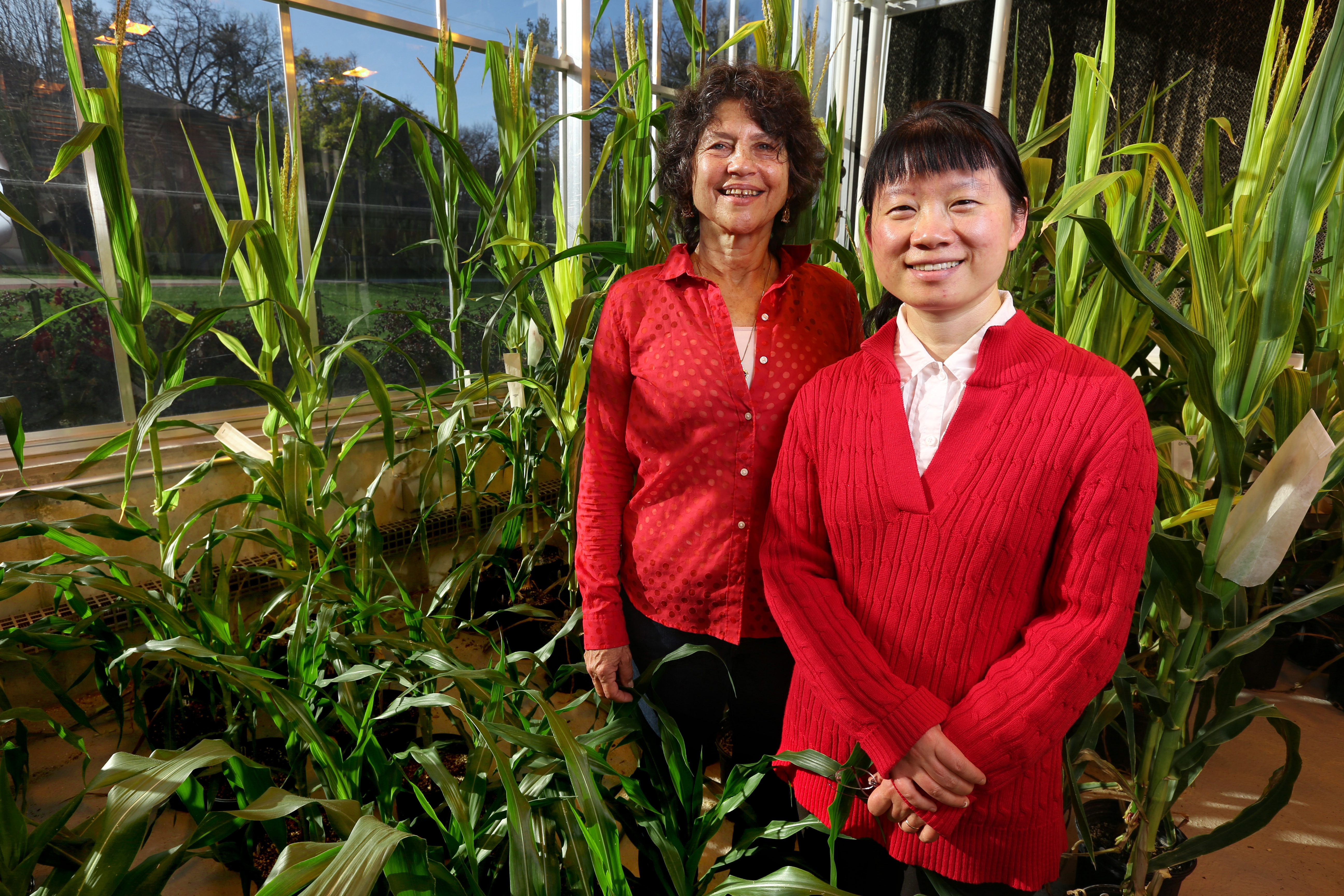 Researchers Wurtele and Ling standing among corn plants