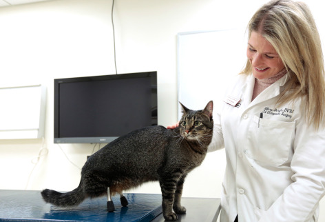 Dr. Mary Sarah Bergh examines Vincent at the Lloyd Veterinary Medical Center