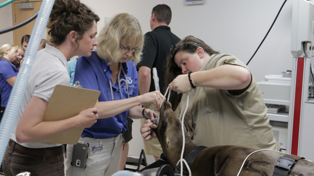 June Olds performs a procedure on a sea lion