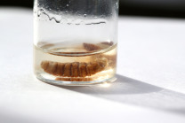 Glass vial containing a botfly