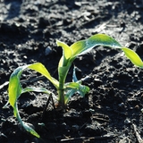 An immature corn plant pushes out of the soil