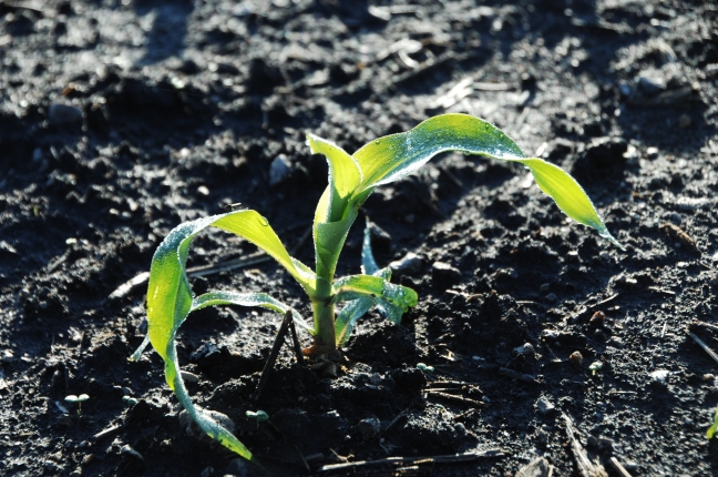 An immature corn plant pushes out of the soil