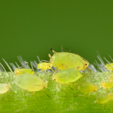 a gorup of green soybean aphids