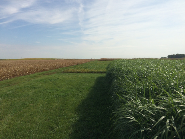 Perennial grasses pictured next to crops on an Iowa farm
