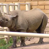 Ayana the rhino in her pen at Blank Park Zoo