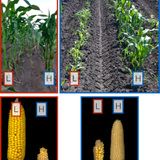 A side-by-side comparison of corn plants originating from high elevations and plants originating from low elevations