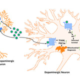 A diagram depicts how PK2 is produced inside brain cells at the onset of neurotoxic stress