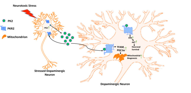 A diagram depicts how PK2 is produced inside brain cells at the onset of neurotoxic stress