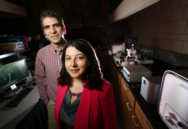 Nastaran Hashemi and Farrokh Sharifi in their Iowa State lab.