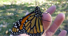 Hand holding a monarch butterfly