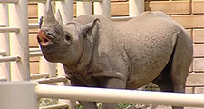 Black rhino at Blank Park Zoo