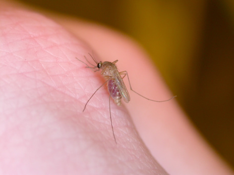 Close up of mosquito on a human hand