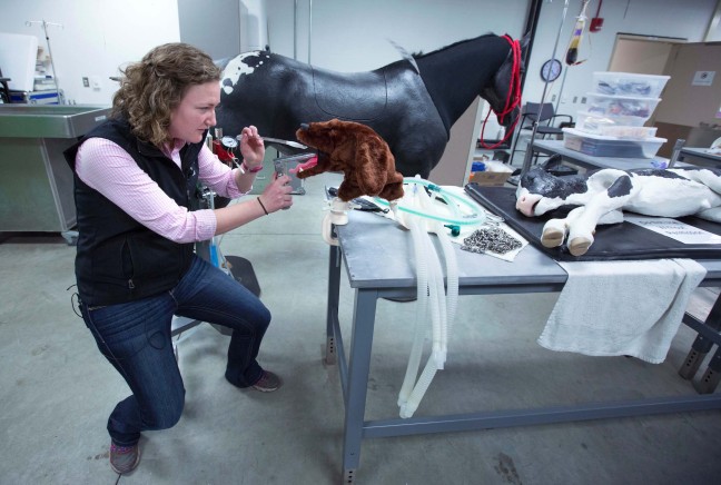 A veteranary student intubates an anatomically correct simulation of a dog