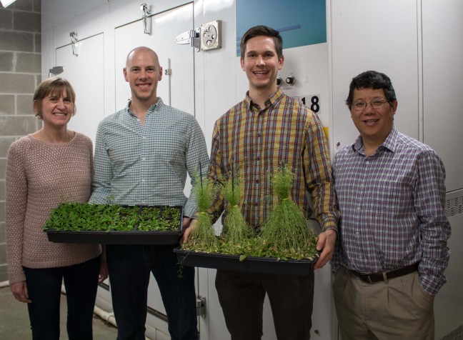 Four ISU plant sciences researchers in a greenhouse
