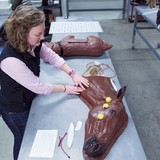 A veterinary student works on an anatomical simulation of a horse.