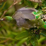 A fruit dove with a premna plant