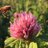 Bee approaching clover plant