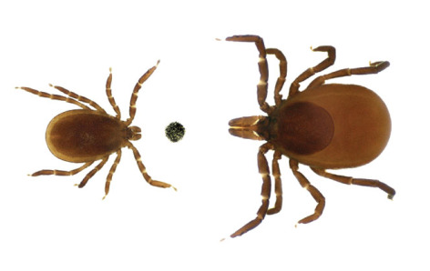 adult and nymph deer ticks