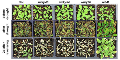 trials of arabidopsis plants