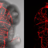 A zebrafish glows after fluorescent genes were activated using gene editing techniques