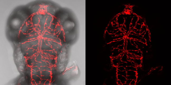 A zebrafish glows after fluorescent genes were activated using gene editing techniques
