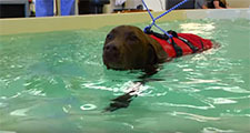 Dog swimming in pool at ISU vet med rehab center