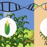 illustration of corn genome