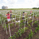 Students set up digital cameras in a corn field to record time-lapse data of plant growth 