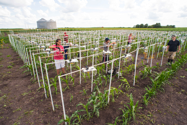 Students set up digital cameras in a corn field to record time-lapse data of plant growth