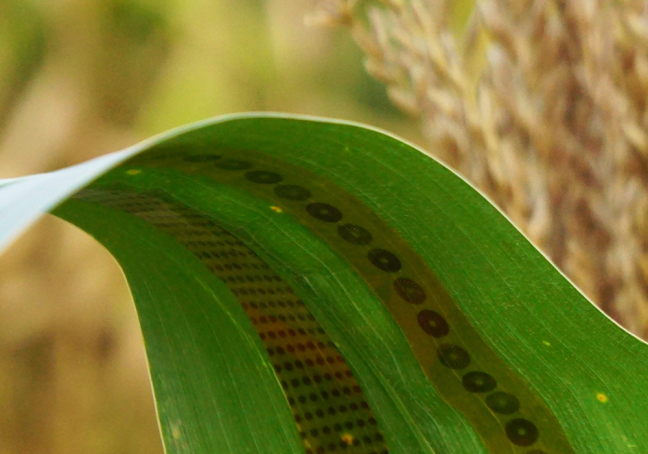 A corn leaf with plant tattoo sensors attached to the underside.