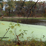 Iowa lake with an algal bloom