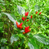 A chili pepper growing wild in the Mariana Islands
