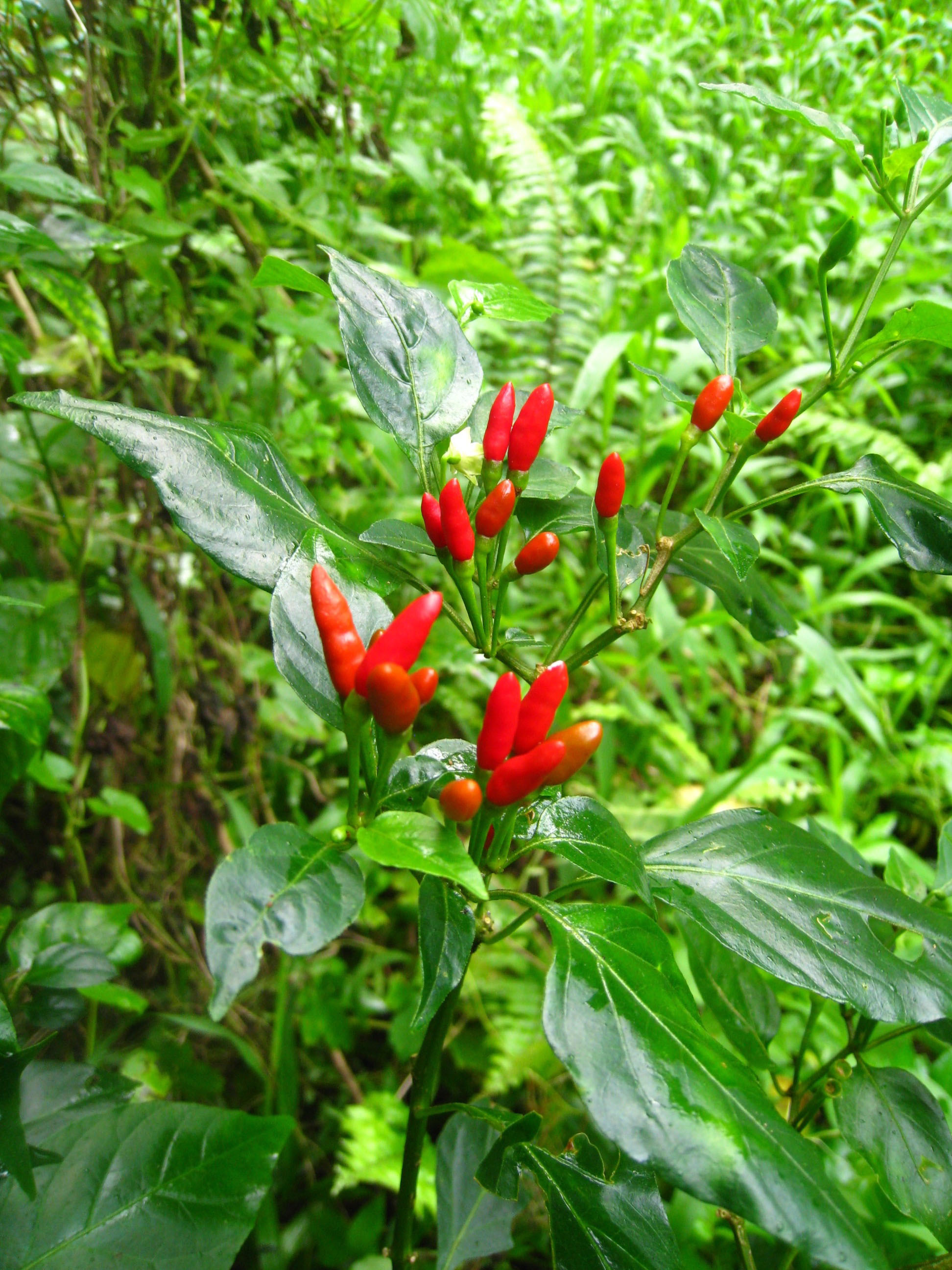 New research illustrates how birds help to produce rare wild chili peppers  • News Service • Iowa State University