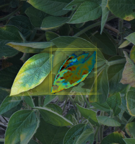 Artist rendering showing how a smartphone may detect stress on a soybean leaf