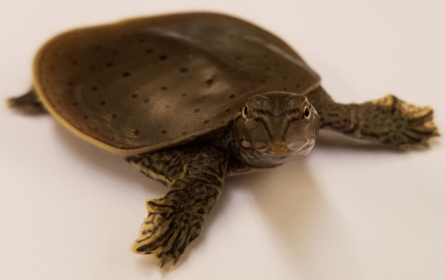 a small spiny softshell turtle