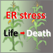 Illustration describing the connection between endoplasmic reticulum stress and plant health in corn