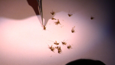 Mosquitoes being examined under a miscrocope