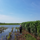 Researcher Emily Heaton stands in a flooded farm field where miscanthus is growing