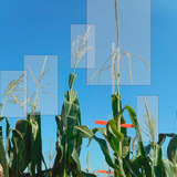 Image of a corn plant with rectangle around the tassel