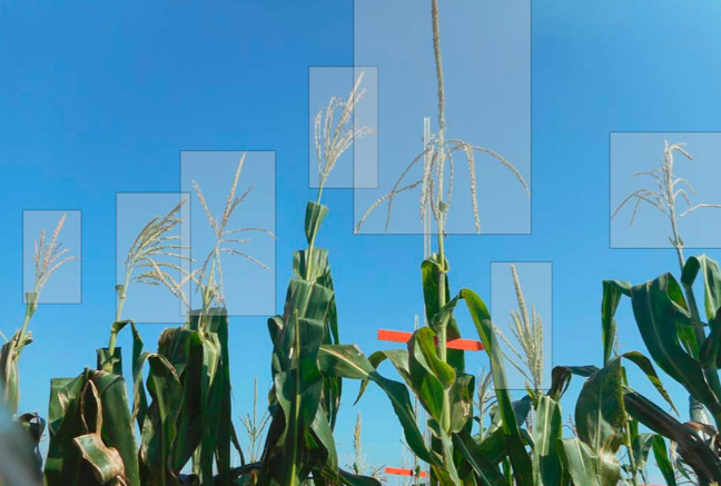 Image of a corn plant with rectangle around the tassel