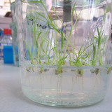 Rice plants grow in a laboratory