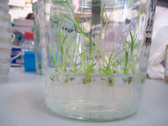 Rice plants grow in a laboratory