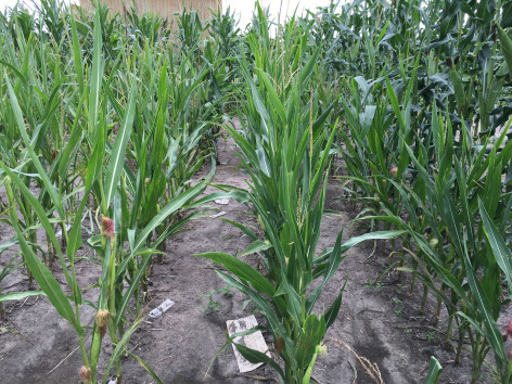 Double haploid corn plants growing in a field